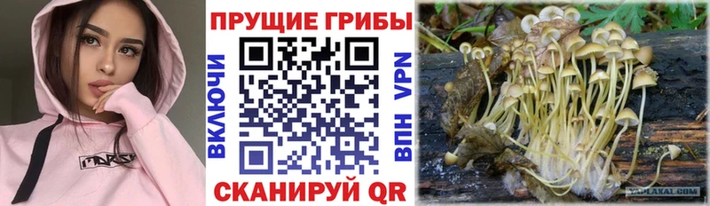 купить наркотики сайты  Зеленогорск  Псилоцибиновые грибы Psilocybe 
